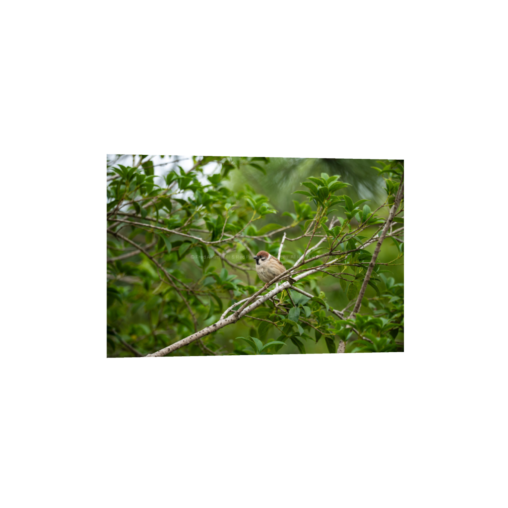 Eurasian Tree Sparrow