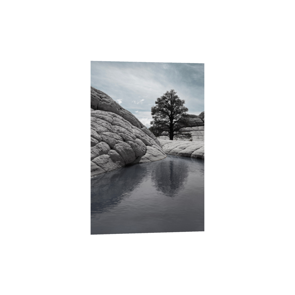 The Most Photographed Tree