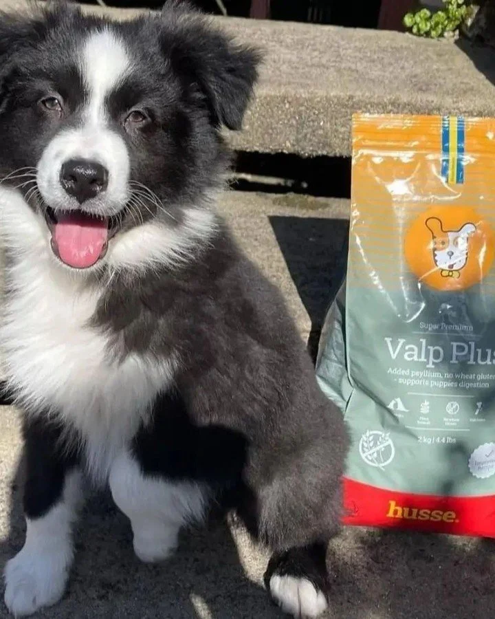Valp plus Mònica.jpeg