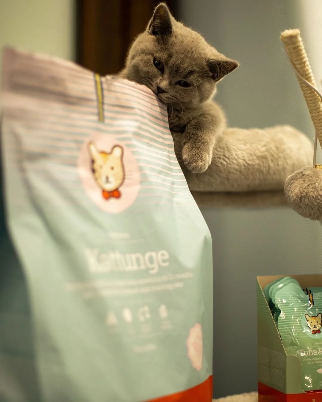 Kattungen Mònica.jpeg