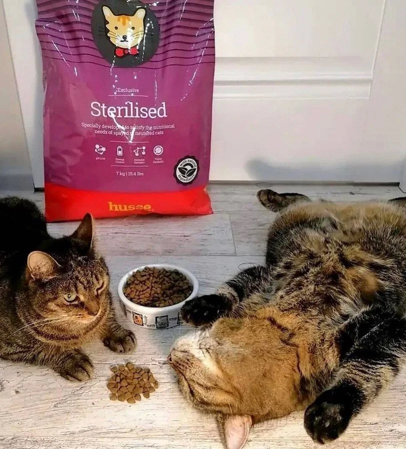 Exclusive Sterilised Mònica.jpeg