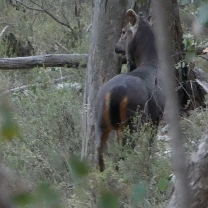It’s warm but they are out and about. The Doritos don’t help one bit! π¦
•
•
•
#huntingaustralia #huntingvictoria #sambarhunting #sambar #deerhunting #tikkafirearms #300wm#nikon #hunting #huntingseason #huntingdogs #4x4