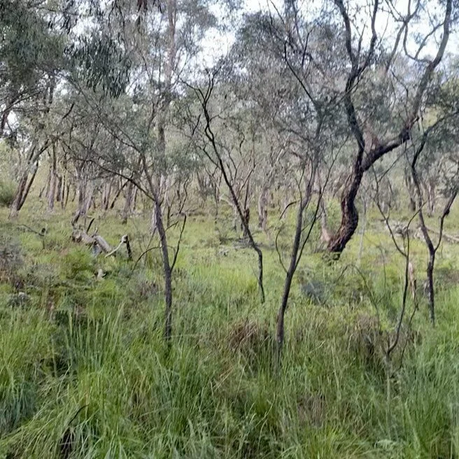 Good freezer filler before the heat kicks in π₯ , 200gr eldx out of the 300wm no questions asked. π¦ 
Plenty of jerky and happy friends as a result π€€ 
•
•
•
#huntingaustralia #huntingvictoria #sambarhunting #sambar #deerhunting #tikka