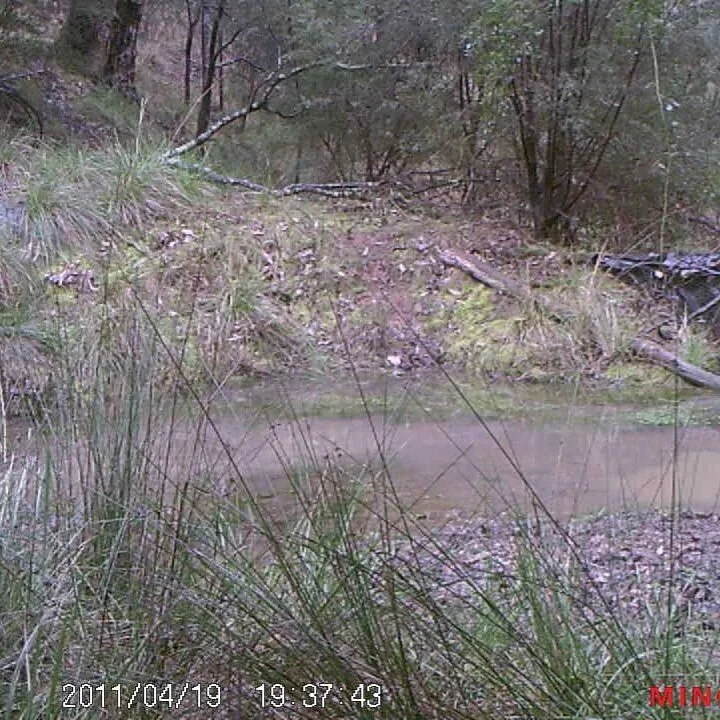 Still yet to find this big boy. π¦ •
•
•
•
•
#moroka30 #huntingaustralia #hunting #tikkafirearms #300winmag #meopta #hunting #australia #huntingvictoria #hunt #hunterxhunter #sambar #deer #hunter #huntingπ· #trailcam @mansfie