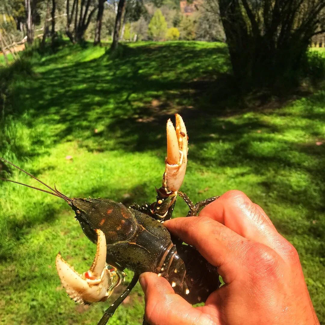 Plenty of these bad boys around. π¦ •
•
•
•
•
#fishingaustralia #fishing #river #camping #outdoors #adventure #freshwater #crayfish #freshwatercrayfish #hunting #country #countrylife #alpine #springwater #ovens #ovensriver #a