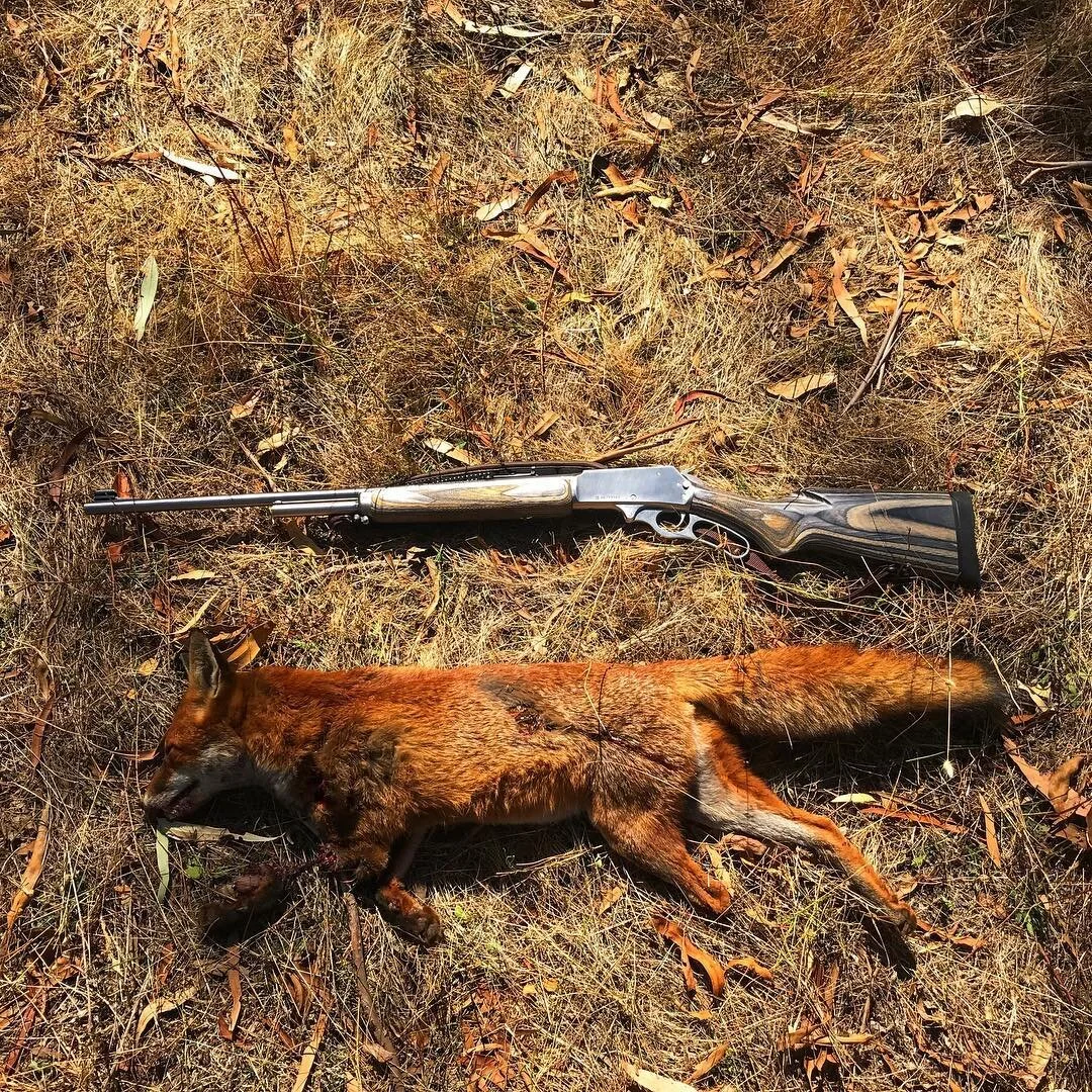 Job done. Silva fox whistles work a treat π¦π #3030 #marlin336 #huntingaustralia #huntingvictoria #camping #foxhunting @wilddeermag @sportingshootermag