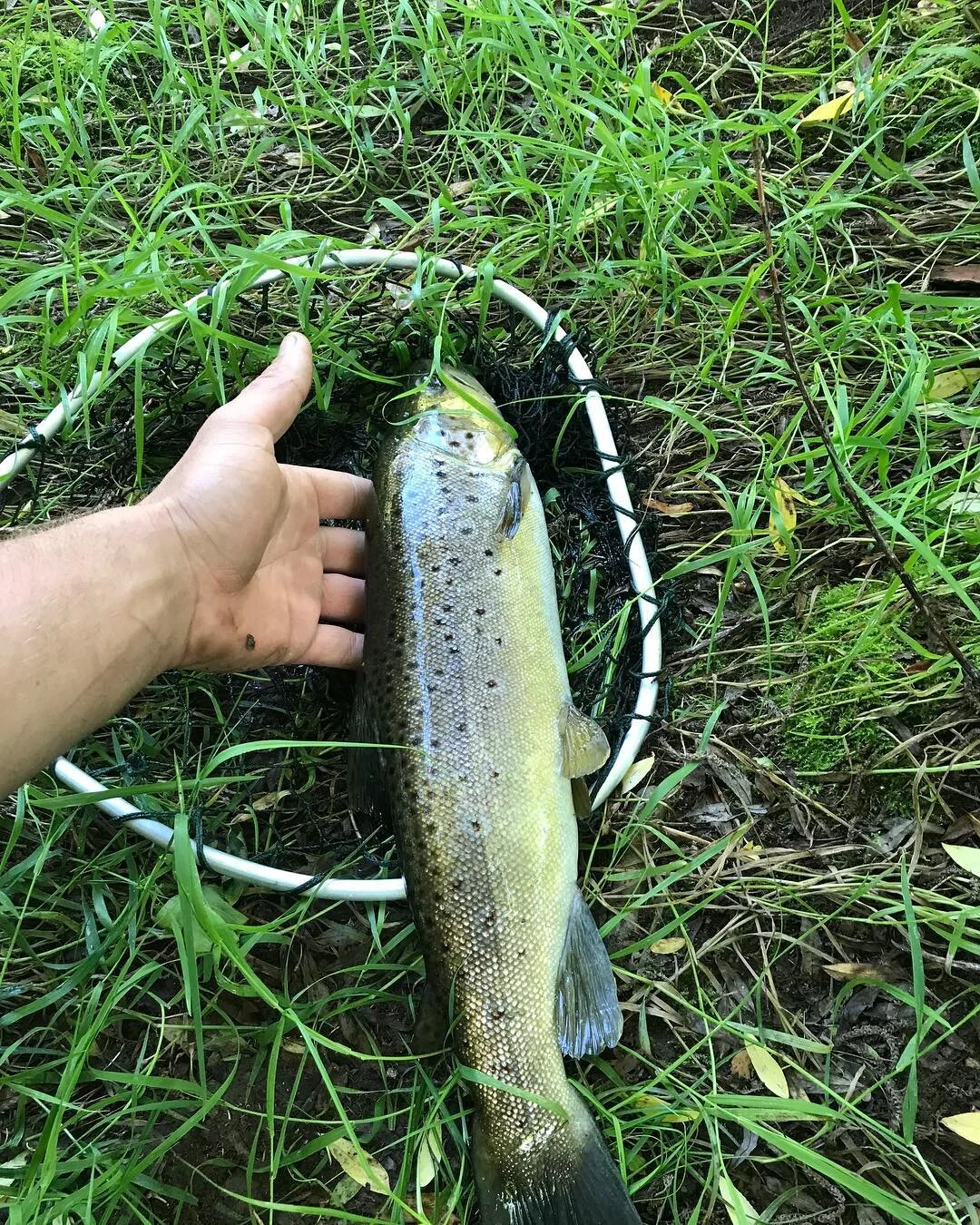 Caught a ripper 47cm Brown. Reeled in with caution on 4lbs line ππ #fishingaustralia #shimano #alpine #fishing #browntrout #adventuretime #camping
