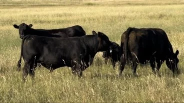 CA Rosebud 367 - AAA 20927722 - 367 is a home raised bull who's dam is a very productive cow  that we purchased from Mc Cumber's in 2021. Moderated framed cow that has a lot of punch to her.