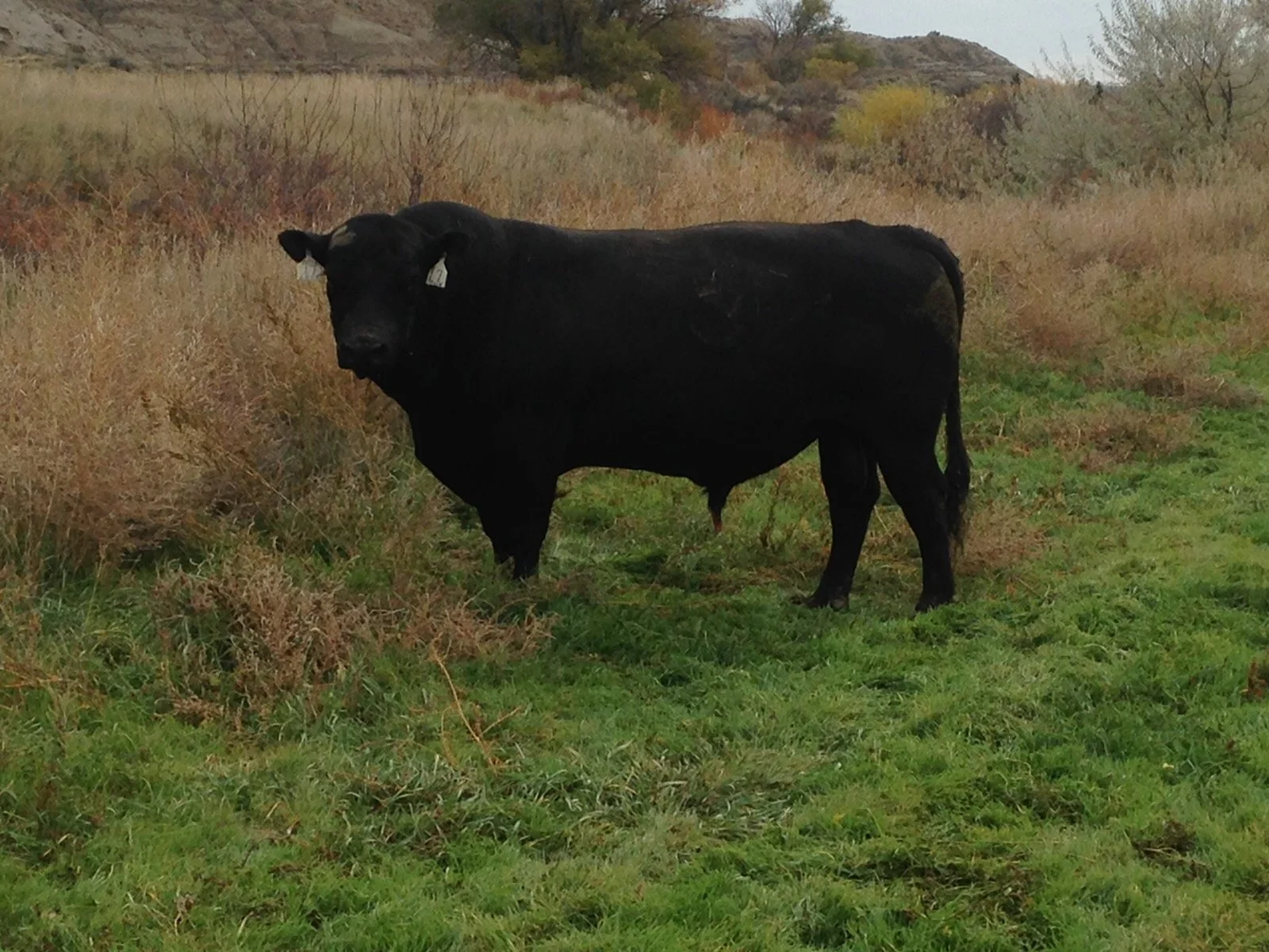 Jad Edgemont XS41 - AAA 16894903 - 17 is a bull we purchased from John Dockweiler in 2012 that is double bred 6157.  He has done wonderful things for use. He is a cow making machine. He will be used AI in the coming years.