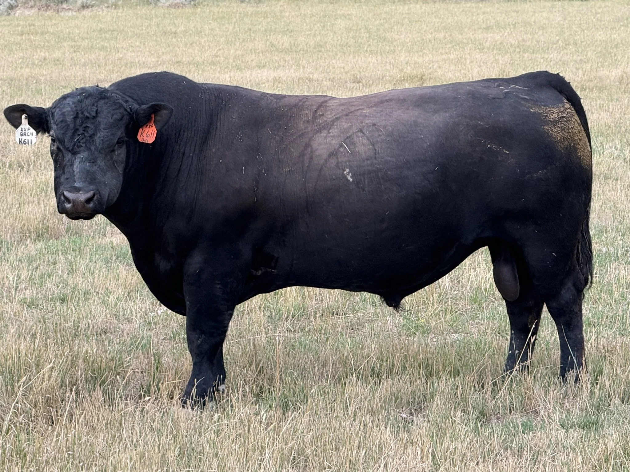 Sinclair X-Plus K611 - AAA *20548784 -- X-Plus K611 was purchased from Sinclair's to add growth and performance to our program. The bulls sired by him certainly have the look to back that up. His first daughters are set to calve spring 2026, and we b