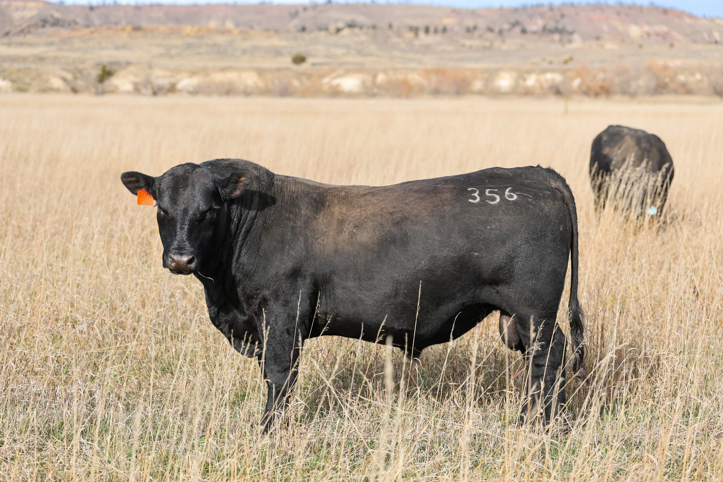 CA Smoke 356 -- In 2023, we decided to keep Smoke to use on our yearling heifers. As the summer went on, we liked him more every day, to the point that we ultimately decided to keep him for our program. We believe this bull will add thickness and len