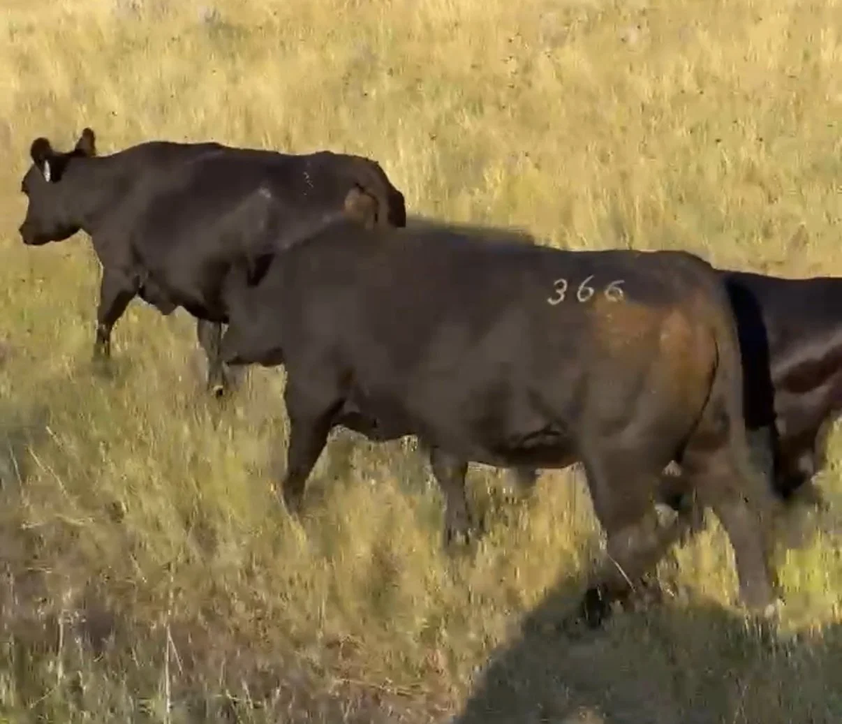 CA Oscar 366 -  AAA: *20927723 -- 366's dam is one of our foundation cows. She is still going strong at 16 years old.  We sold 366 in your sale in 2025. This will be his only calf crop due to him getting injured and we never had collect before the in