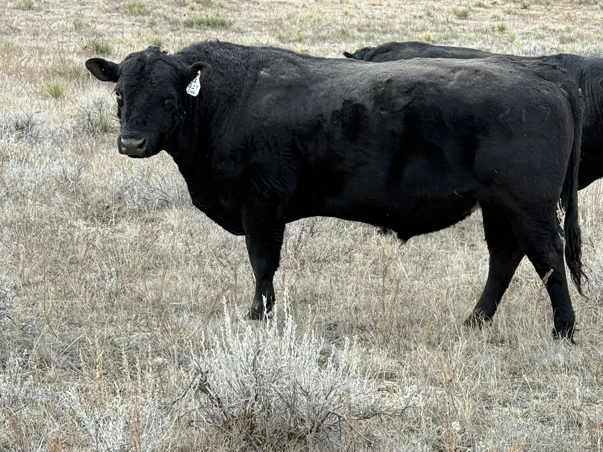 JAD Esterago 217 - AAA 20623409 - 217 was purchased from JAD Angus in 2023 and has been used heavily on our Shoshone cows over the past two years. His pedigree features 6157 multiple times on both sides, ensuring strong maternal genetics. We’re expec