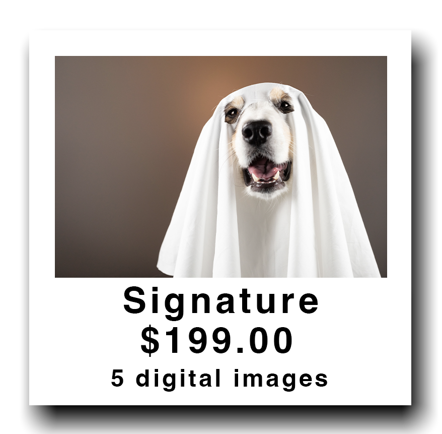 A dog wearing a white sheet like a ghost costume, with a neutral expression on its face.