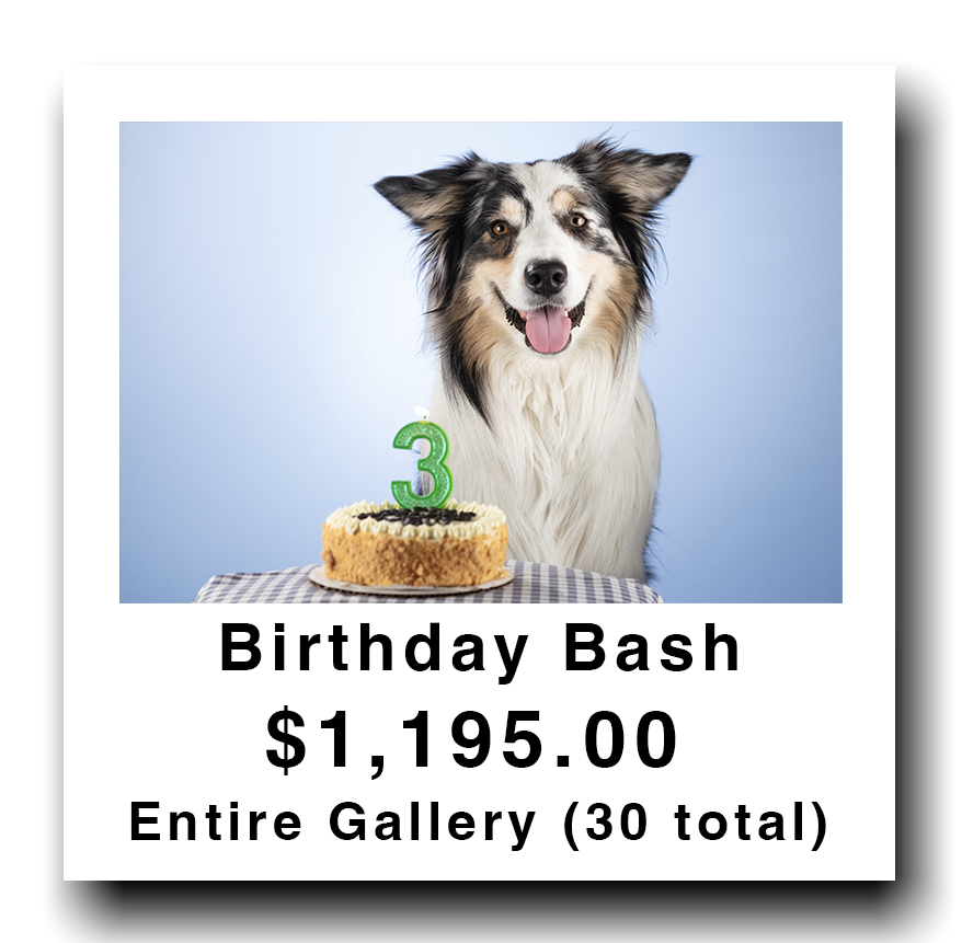 Dog with a birthday cake and a green number three candle, advertising a birthday bash event with a total gallery price of $1,195