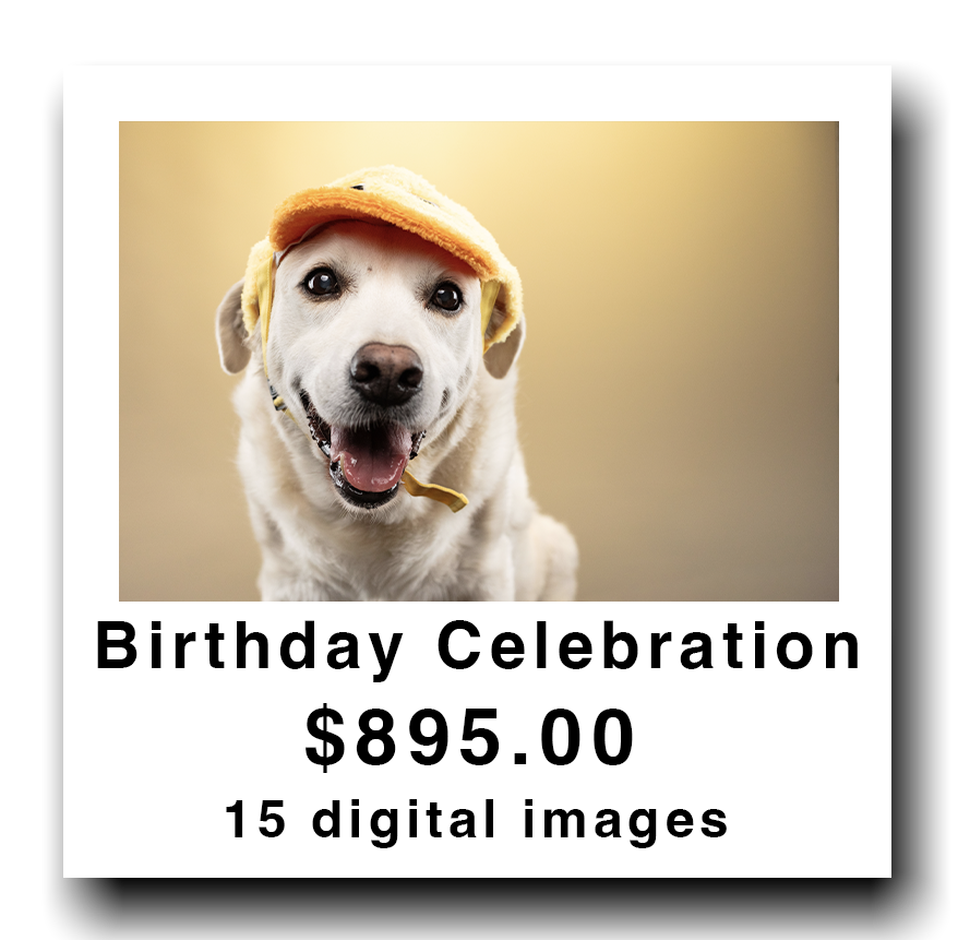 A cheerful dog wearing a yellow hat with an orange brim, against a blurred yellow background.