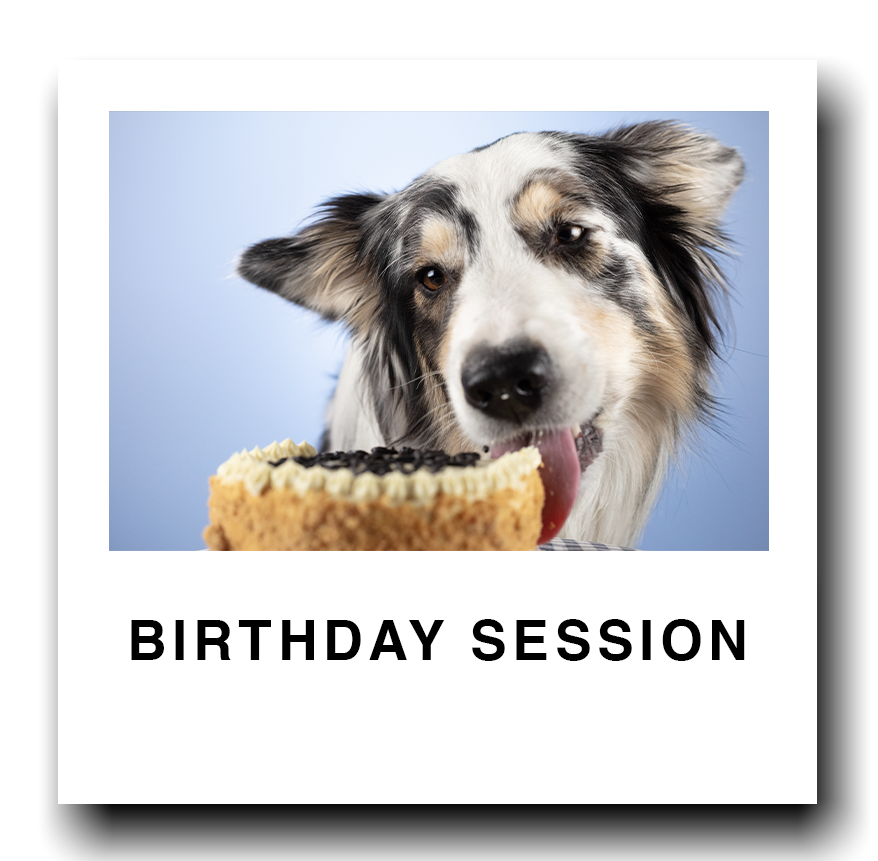 Dog with a party hat licking a birthday cake with the text 'Birthday Session'.