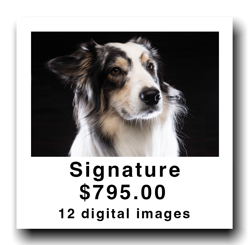 A promotional flyer featuring a portrait of a dog with a black and white coat, brown eyes, and a serious expression, advertising a package of 12 digital images for $795.
