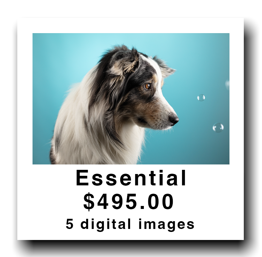 A promotional image featuring an Australian Shepherd dog looking to the right, with water droplets floating nearby, against a blue background. Text indicates a package called 'Essential' priced at $495.00 for 5 digital images.
