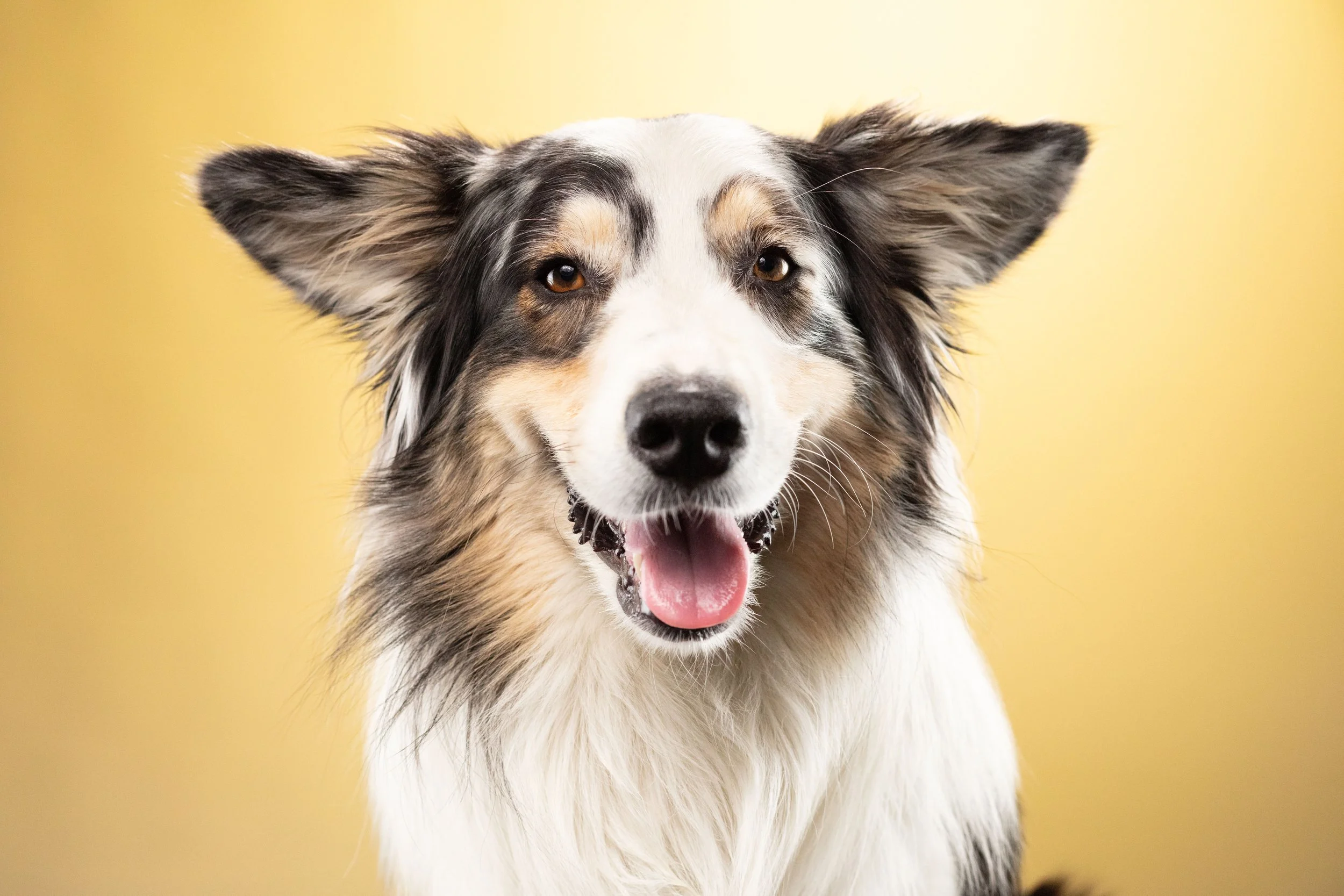 Pawfect Flyer Photo maui single-1001.jpg