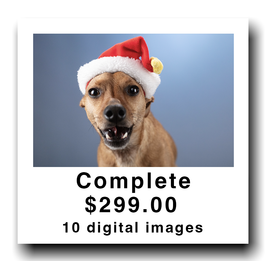 A dog wearing a Santa hat against a gray background.
