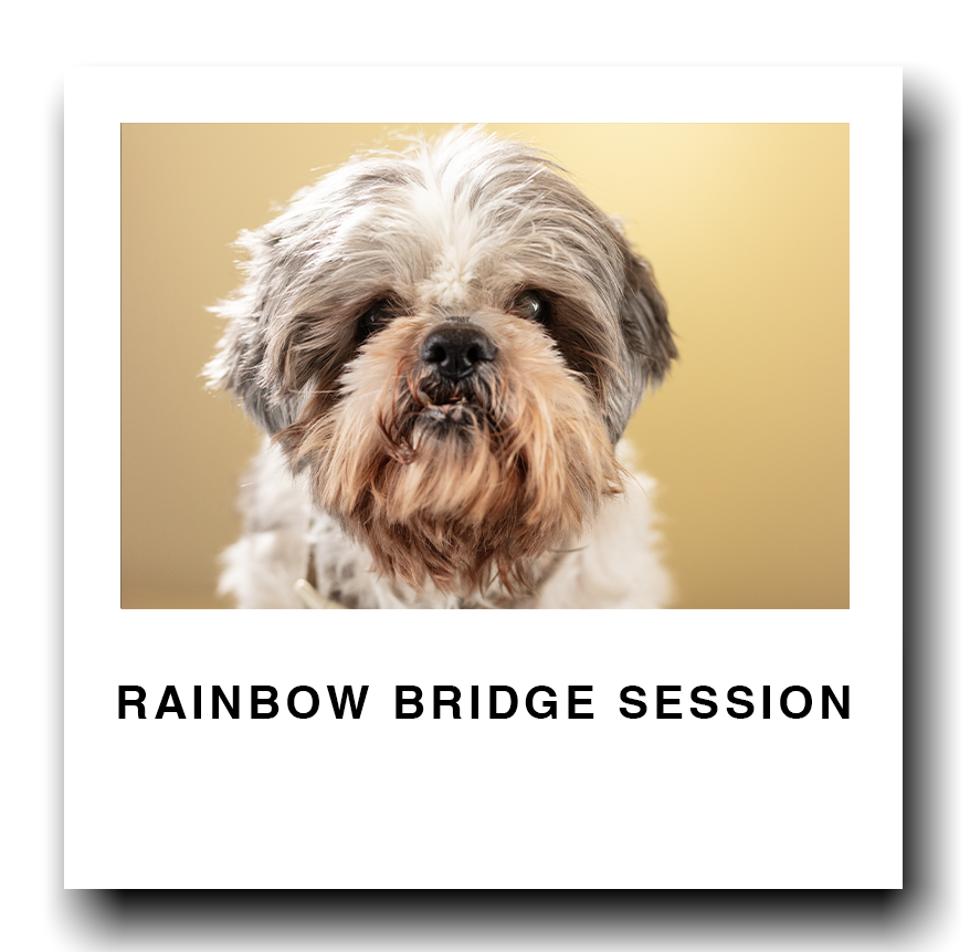 Close-up of a cute shaggy dog with a tan and gray coat, looking directly at the camera with a neutral expression.