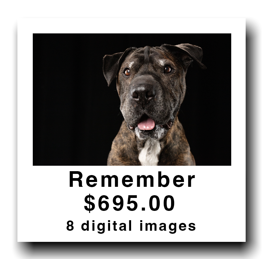 Close-up of a happy brindle-coated dog with a black background, featuring the text 'Remember $695.00 8 digital images' below the photo.