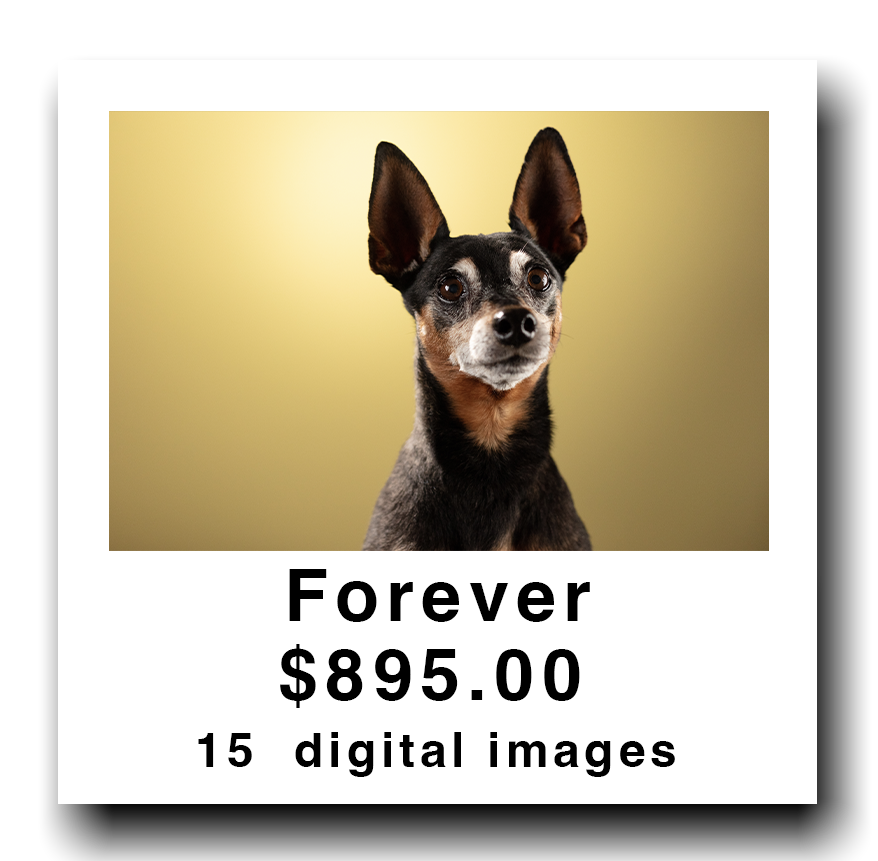 An advertisement for a digital image collection featuring a dog with large ears and a black and tan coat, with text indicating "Forever $895.00 15 digital images."