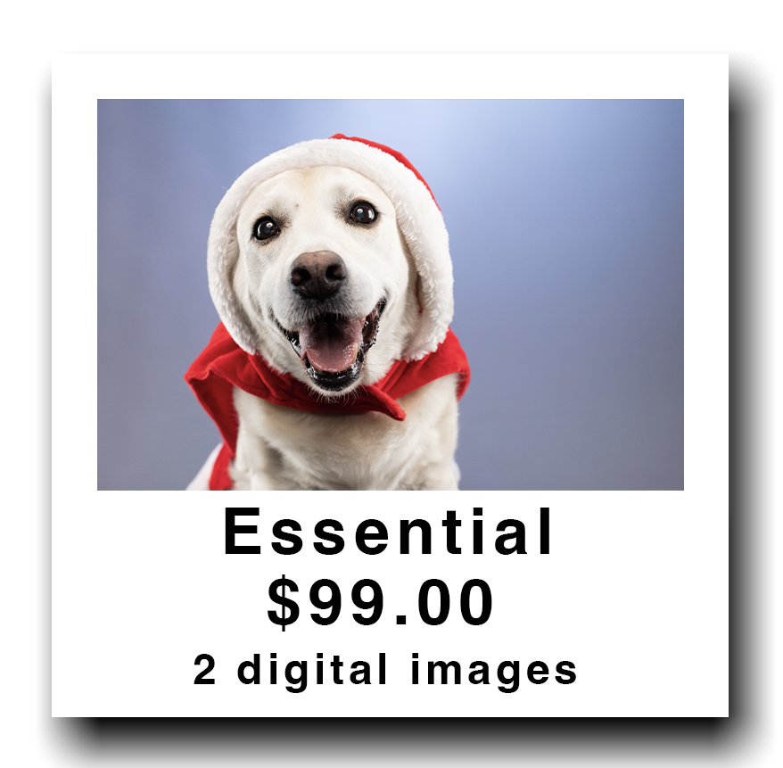 A dog dressed in a Santa hat and red cape against a blue background, with a promotional offer for two digital images costing $99.00.