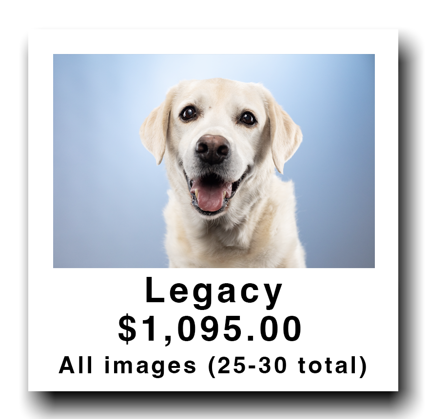 A smiling Labrador Retriever with a light-colored coat against a soft blue background. Text overlays indicate "Legacy" with a cost of $1,095.00 and mention of 25-30 total images.