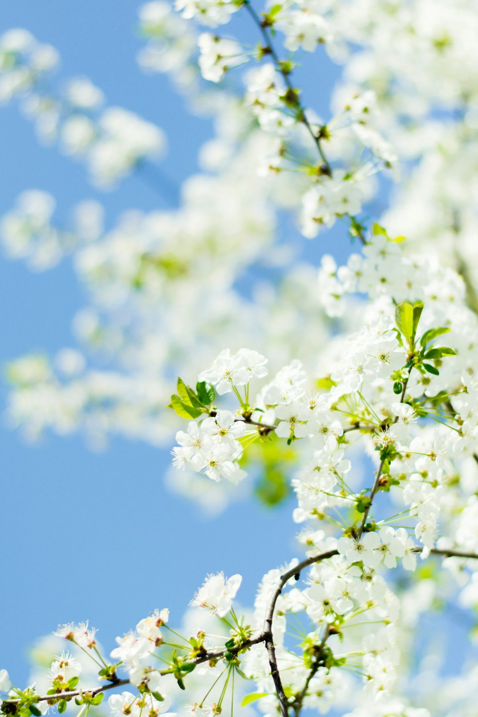 Rooted & Rising: How to Mother Yourself Through Spring