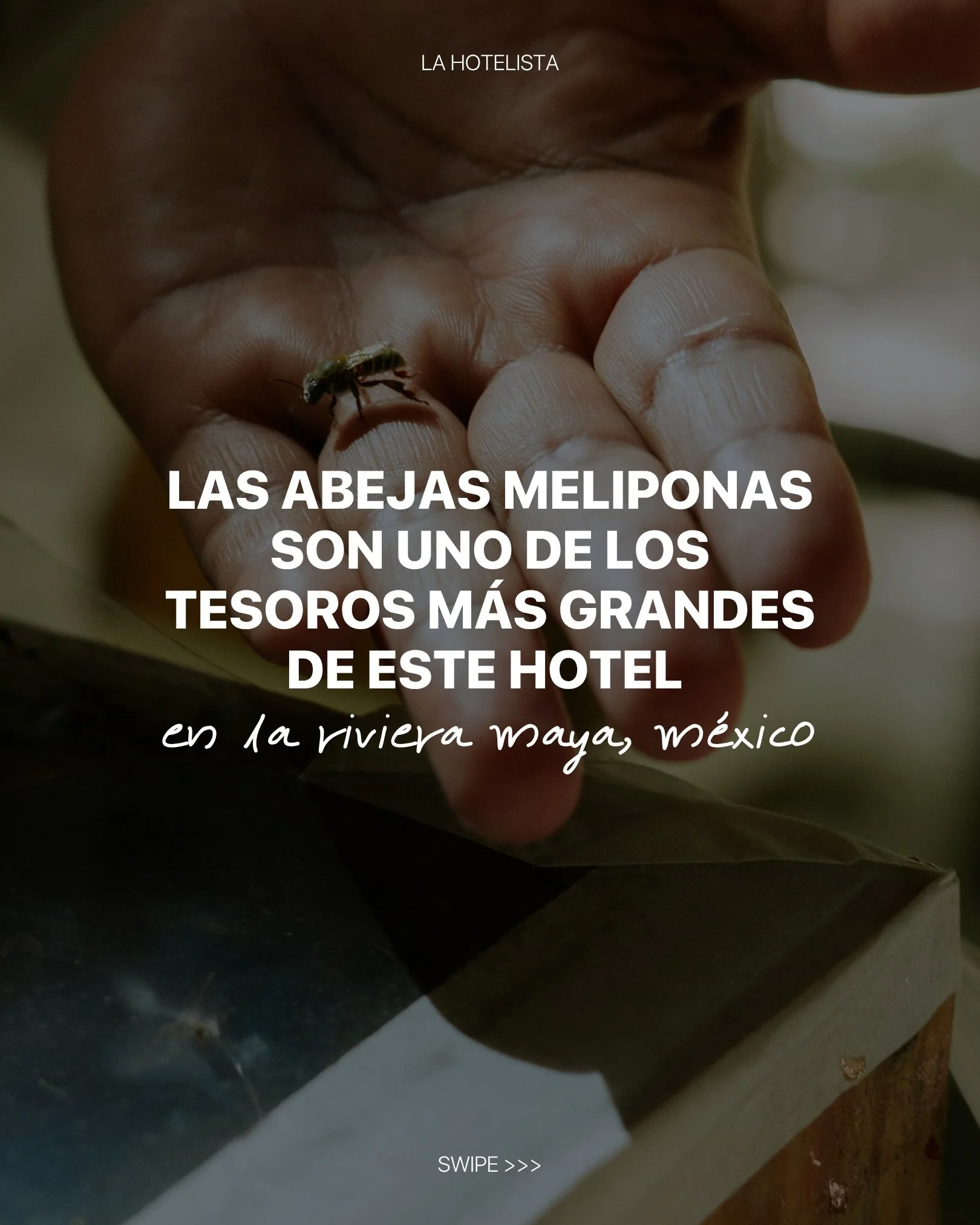 La abeja melipona es una de las criaturas m&aacute;s m&aacute;gicas de la Riviera Maya, y en @belmondmaroma, es protagonista de la experiencia de bienestar. 

#Belmond #BelmondHotels #BelmondMaroma #LHxBelmond #publicidad