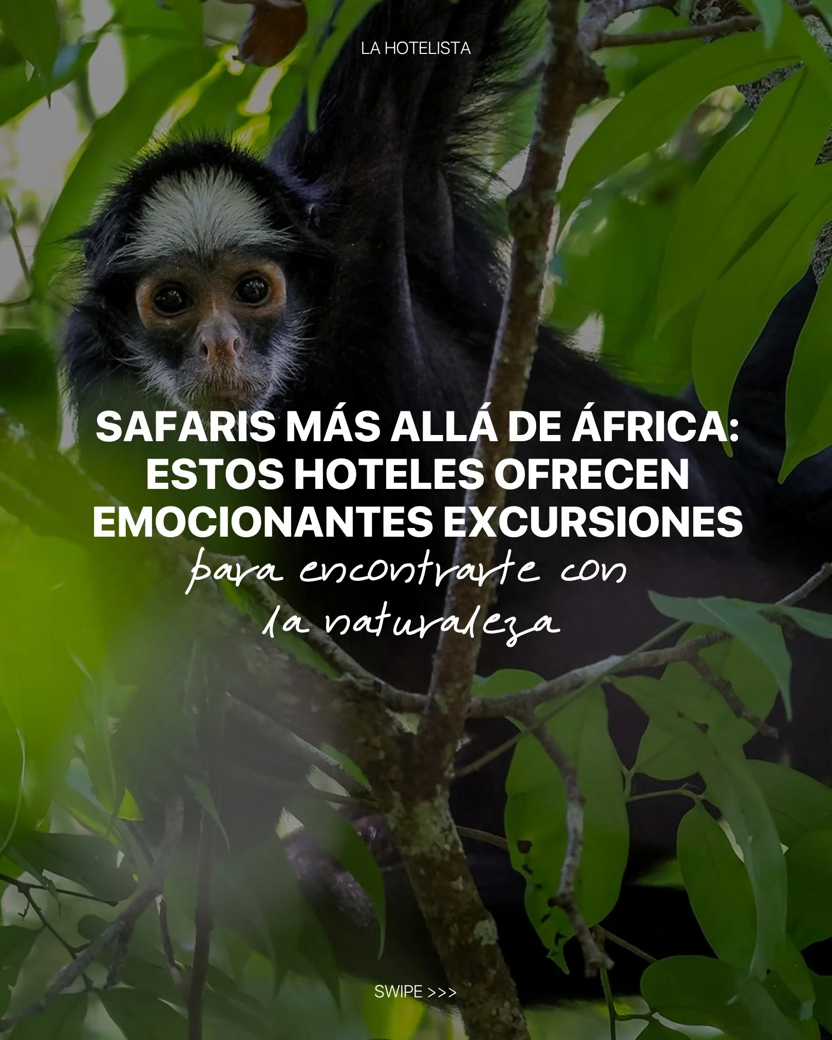 Conectar con la naturaleza y ver animales en su entorno es un sue&ntilde;o para much&iacute;simos hotelistas. En estos hoteles, la experiencia de safari se vive en distintos rincones del planeta.