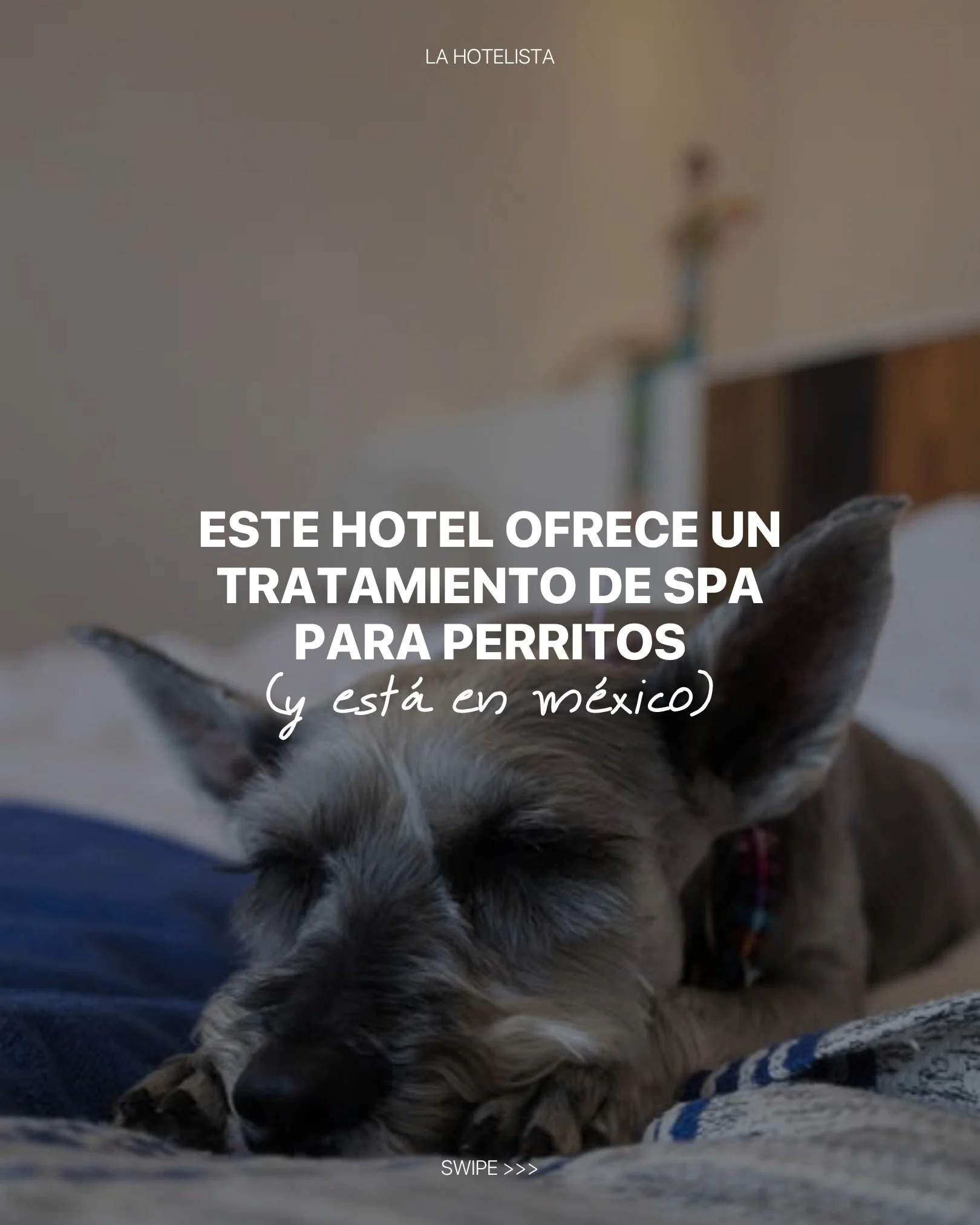 La hospitalidad toma formas cada vez m&aacute;s creativas y bien pensadas. La prueba: el nuevo tratamiento de spa para perritos de @mardelcabohotel.