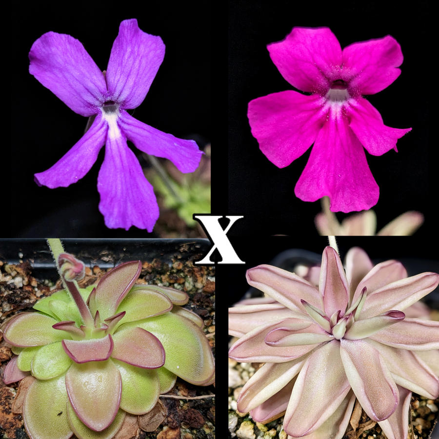campion plant Lychnis coronaria (Maltese Cross) (Rose Campion) main image 0
