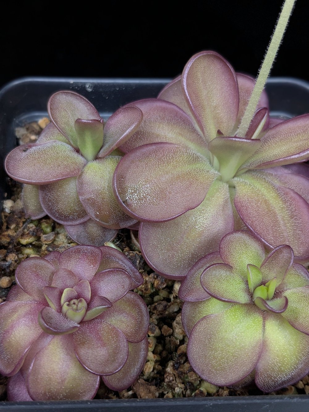 Pinguicula '''Pink Delinquents''' for Sale | Carnivorous Butterwort from  Brambles Botanicals  Brambles Botanicals