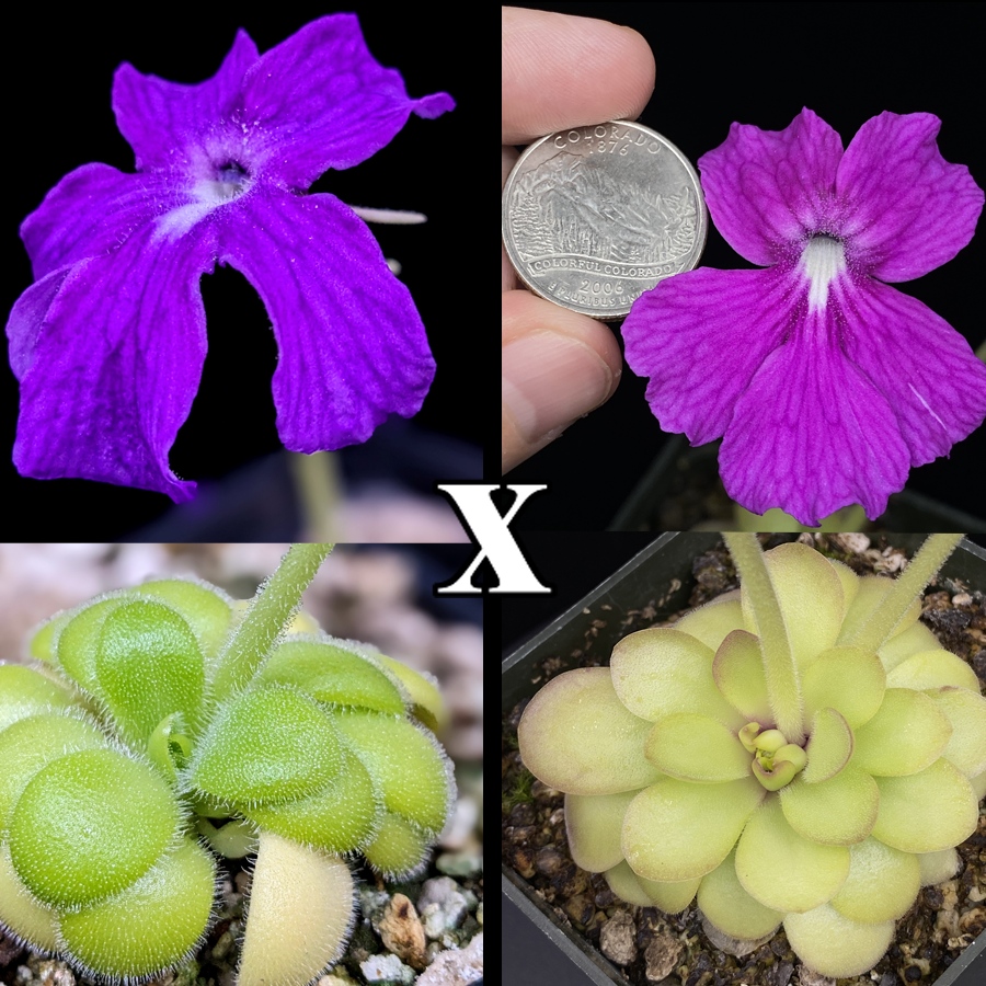 Pinguicula Sumidero 1 x '''Big Flirt''' #1 seeds for sale