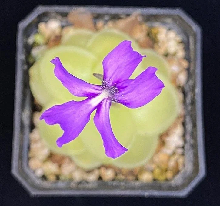 Pinguicula moranensis 'Huahuapan' for Sale | Carnivorous