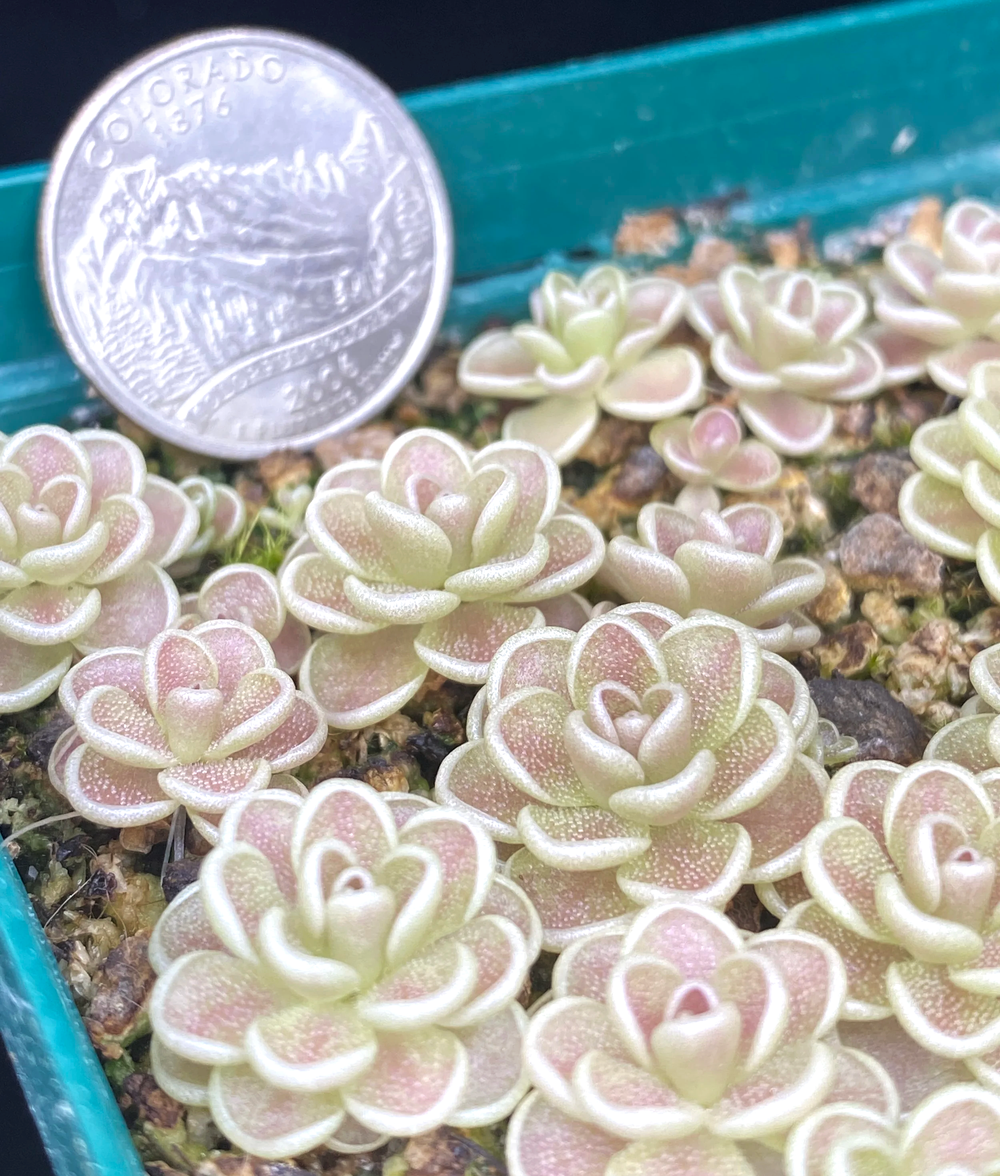 Pinguicula Yucca Do 1713 (esseriana complex) for Sale from