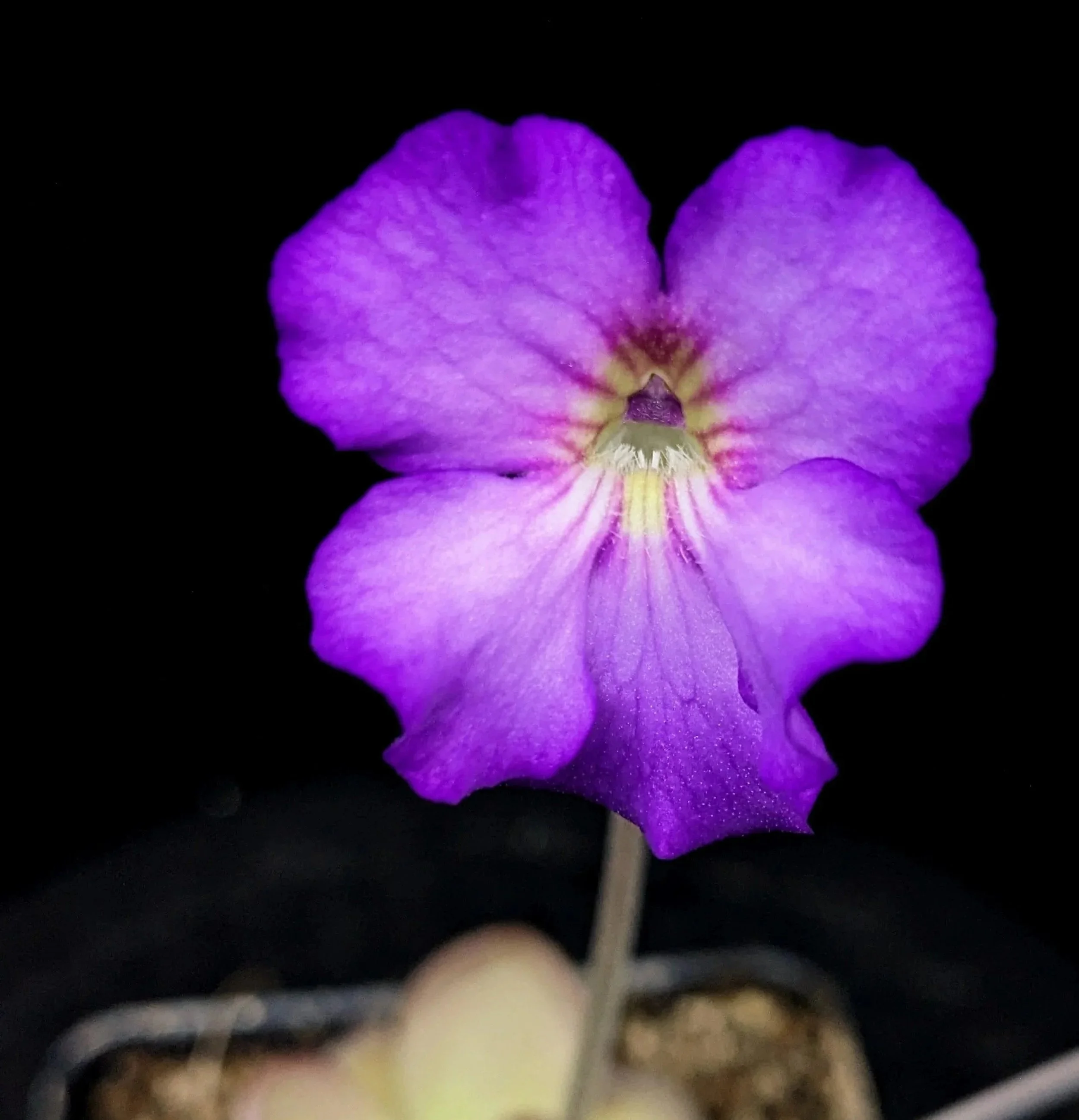 Pinguicula '''Chimera''' for Sale | Carnivorous Butterwort from