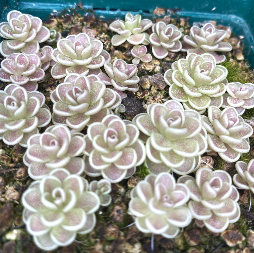 Pinguicula Yucca Do 1713 (esseriana complex) for Sale from