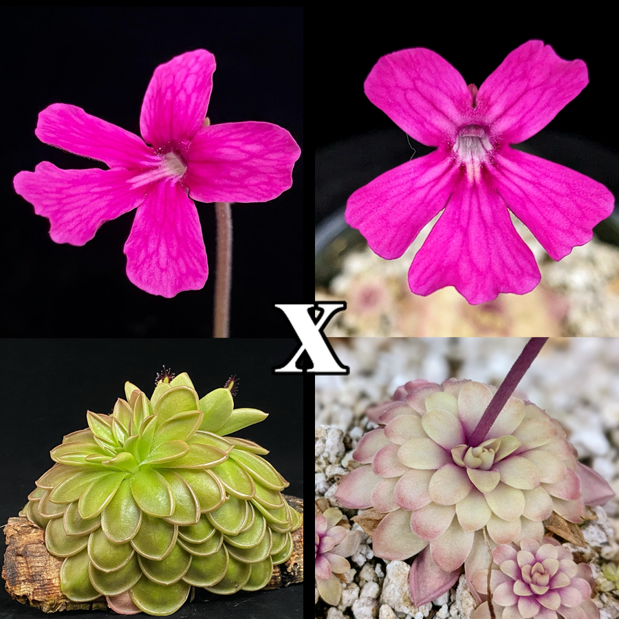 Pinguicula hemiepiphytica x 