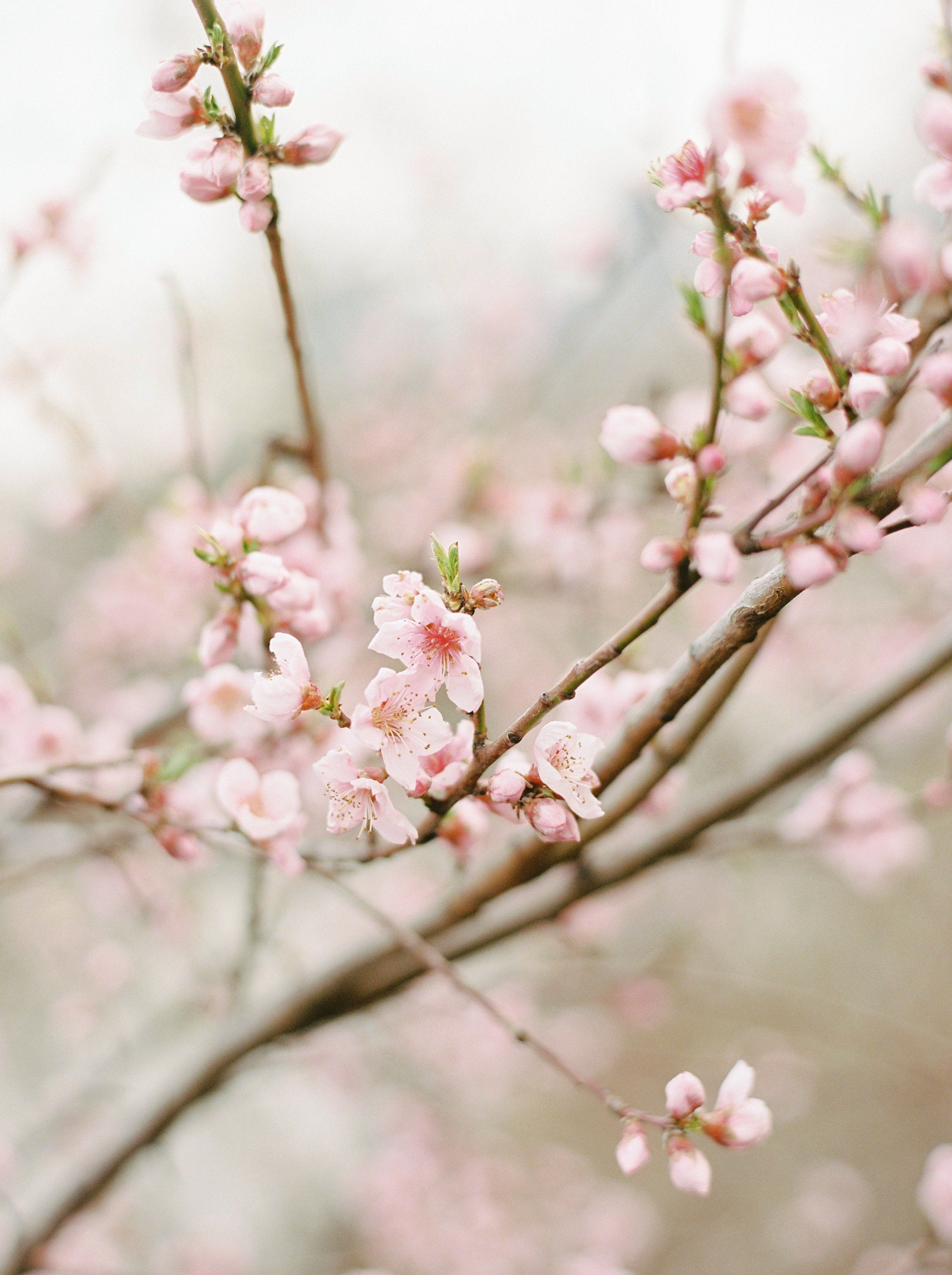 Soft pink blossoms symbolizing emotional growth and self reflection in relationship counselling for adults navigating communication, boundaries, and relationship challenges