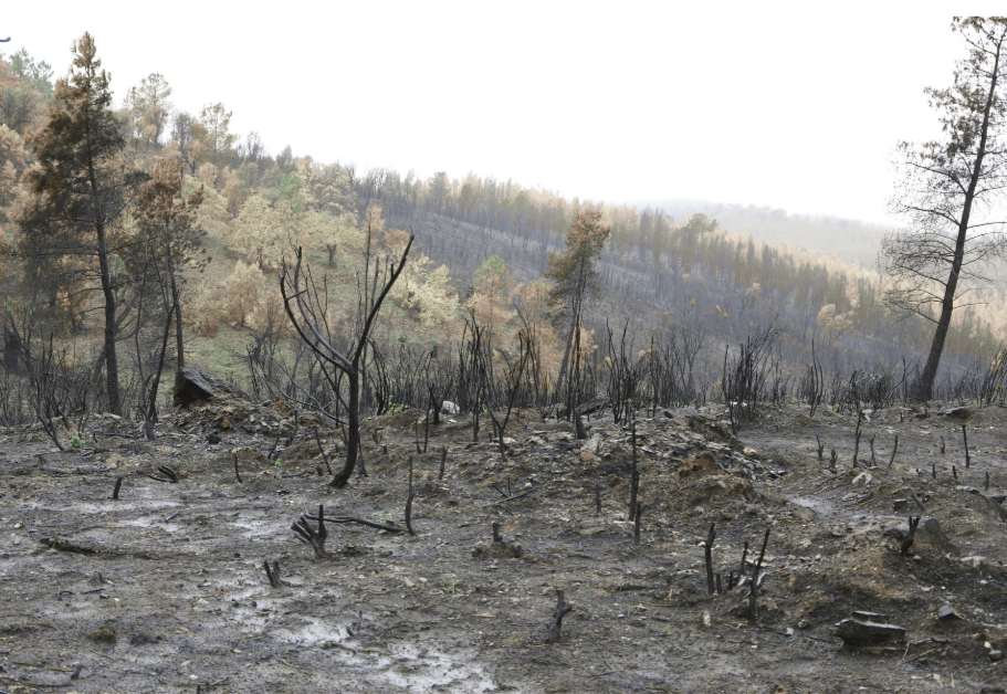 Burned forest landscape representing the emotional and physical exhaustion of neurodivergent burnout, including autistic and AuDHD burnout.