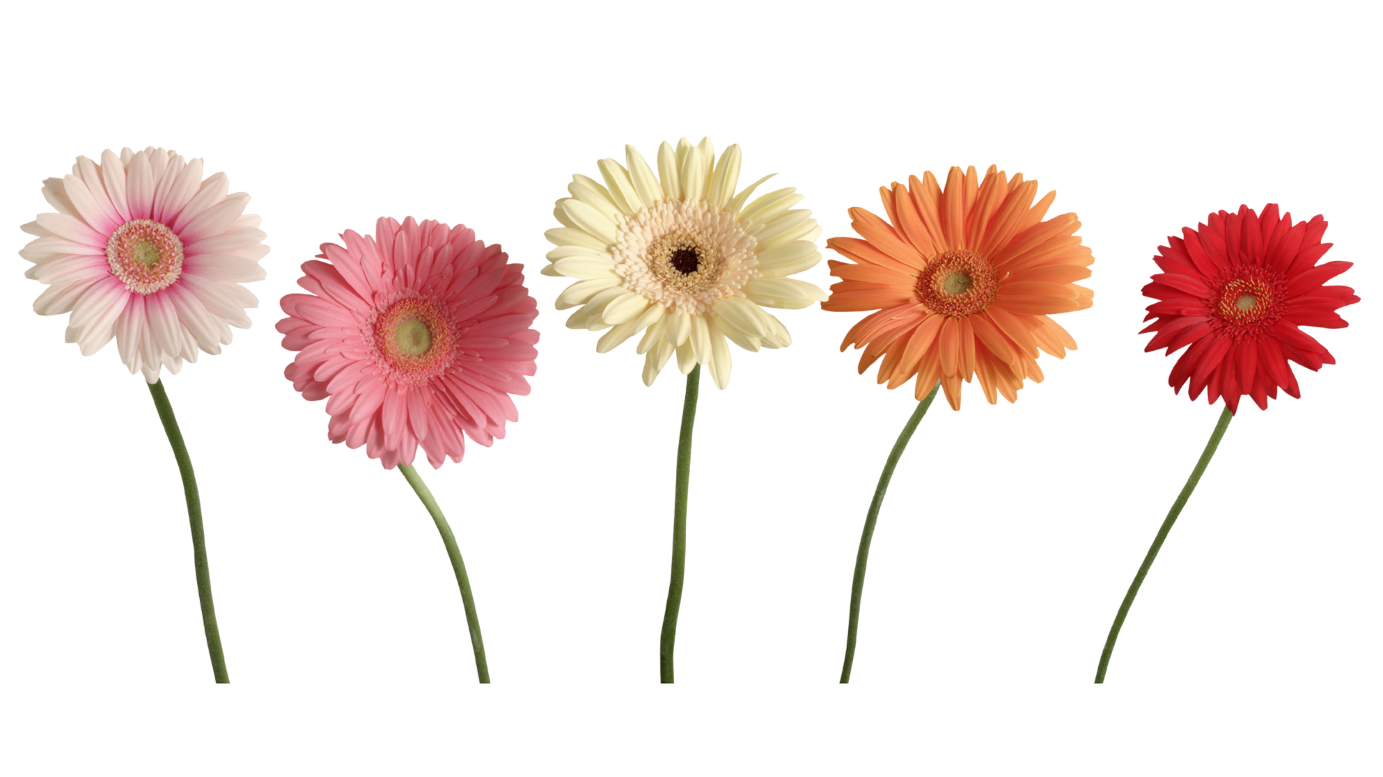 Autism Acceptance Month