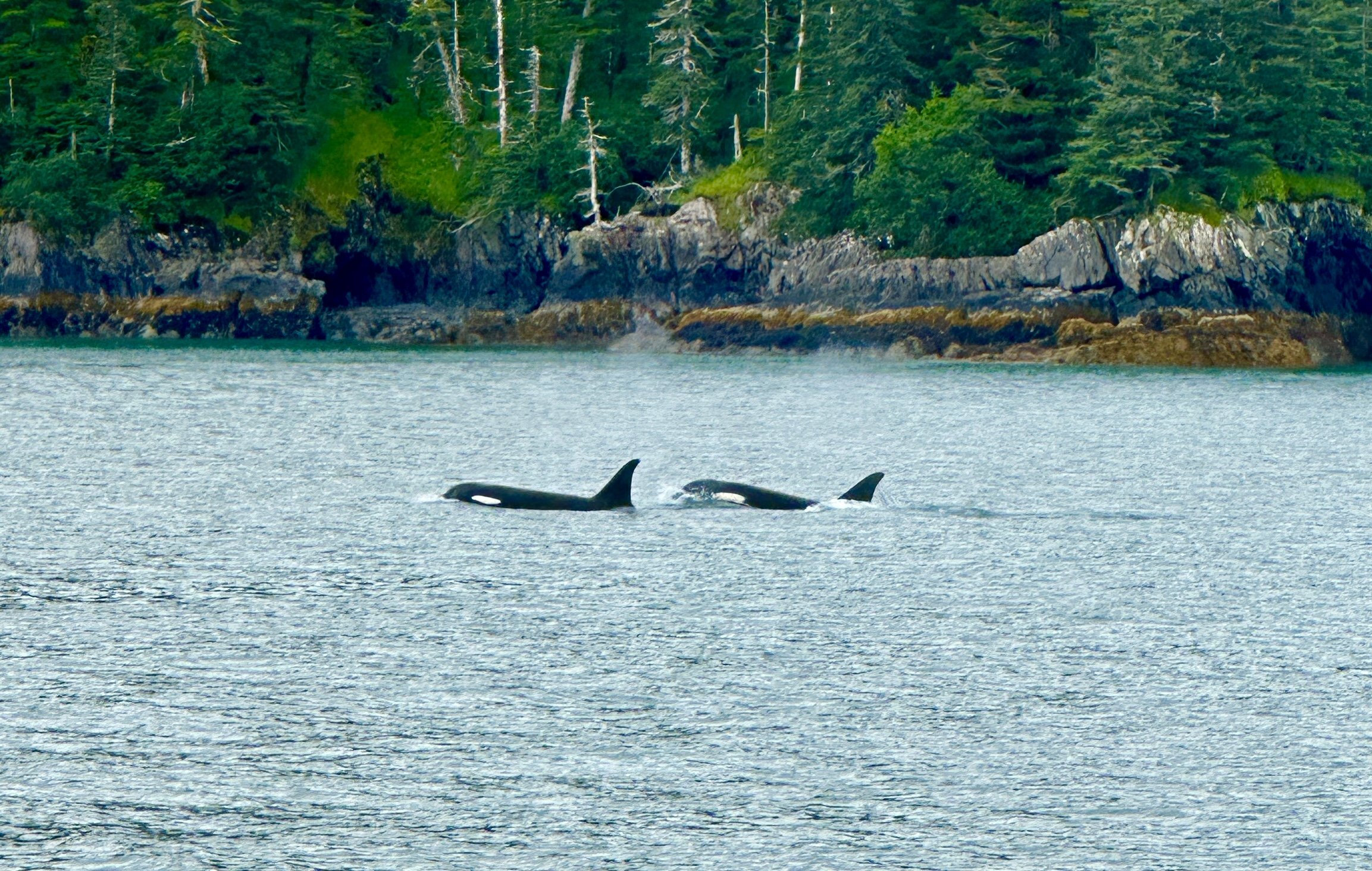 IMG_4688.jpg