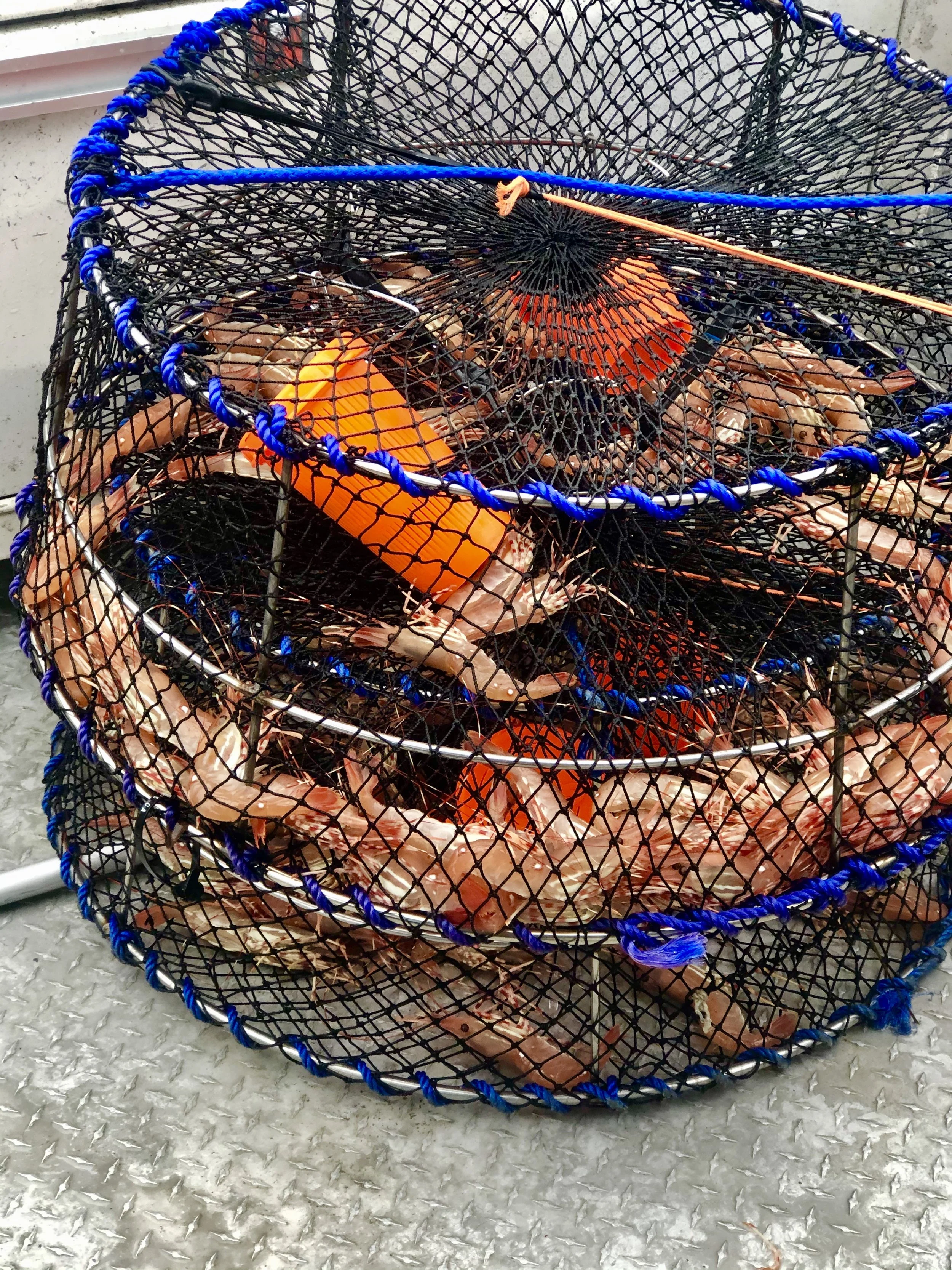 A full pot of giant fresh shrimp getting ready to  bbq on a glacier day cruise out of  Whittier Alaska