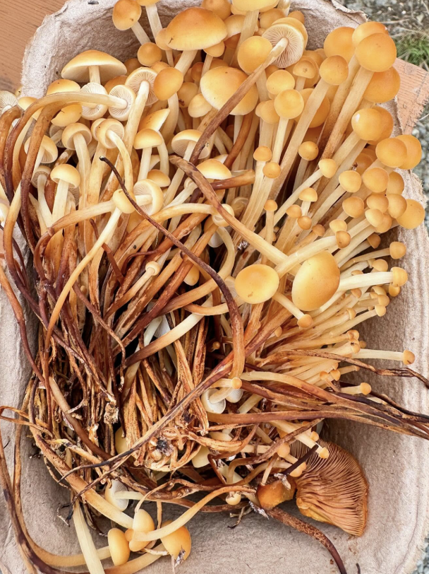 Screenshot 2026-02-23 at 5.13.00 PM.png