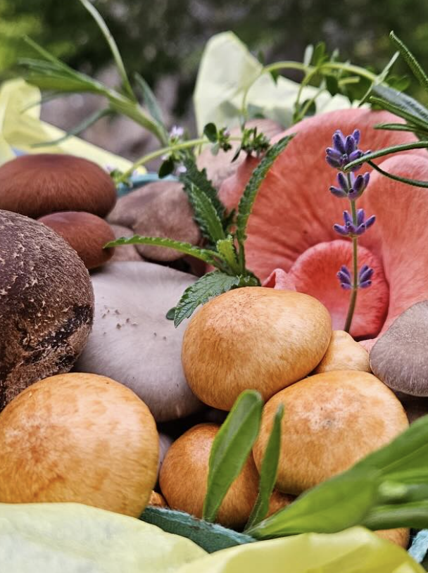 Screenshot 2026-02-23 at 5.13.36 PM.png