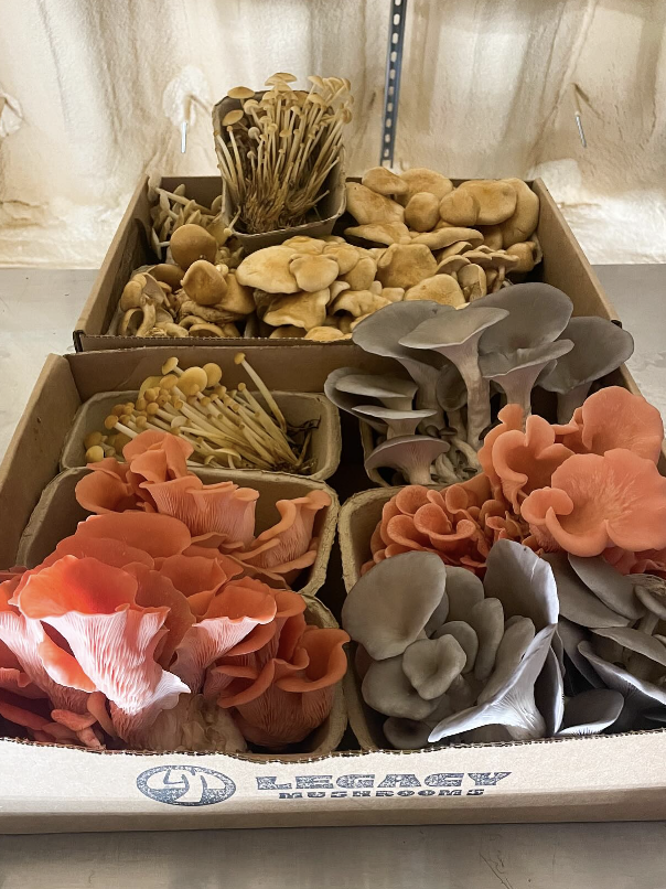 Screenshot 2026-02-23 at 5.13.08 PM.png